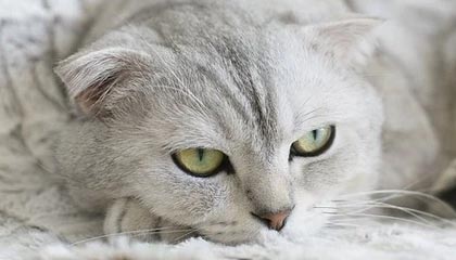 bti体育官方网站-【话题】猛龙起死回生的决心，雄鹿看到了吗？